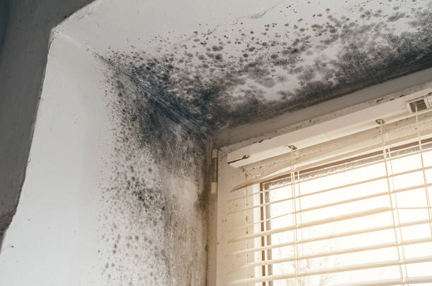 Affordable Mold Remediation solutions in Ludington, MI