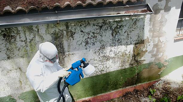 Top rated local Mold Remediation specialists in Ludington, MI